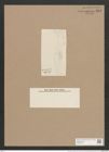 Navicula fusca var. sublinearis Grun. (de-Toni-Nr.: Genus 1, Species 292) Zeichnungen Sammlung Grunow Nr. 663 (NHMW-BOT-W0367034)